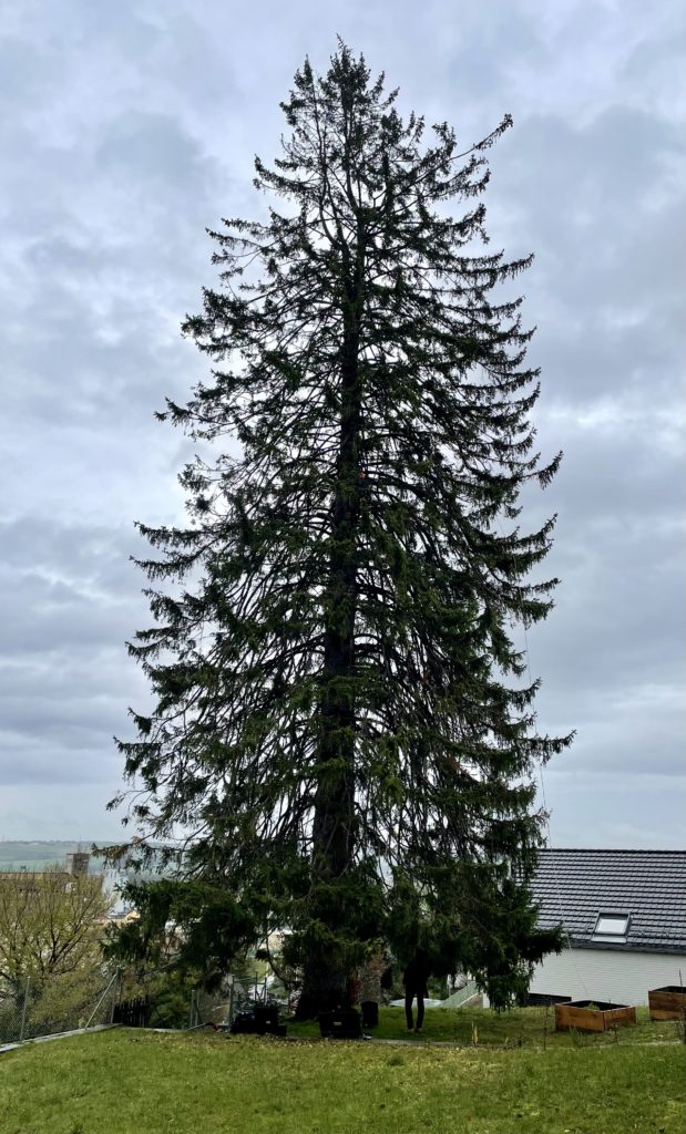 méthode Archi Drénou arbre stressé