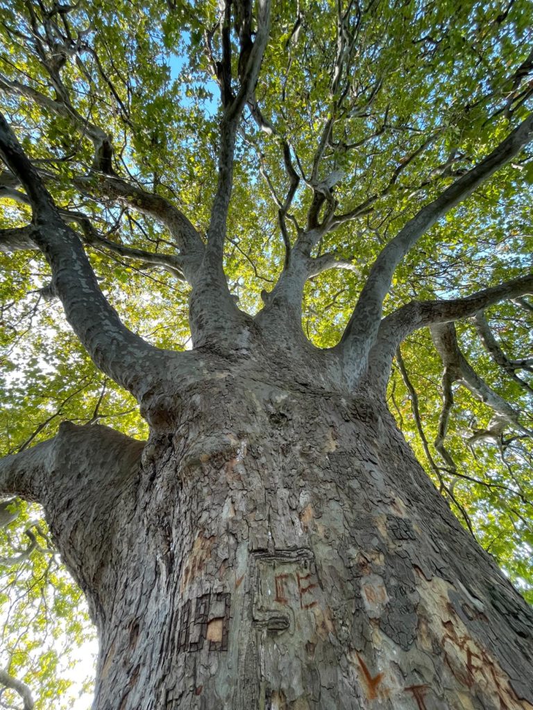 Arborisme Leuba Arbre