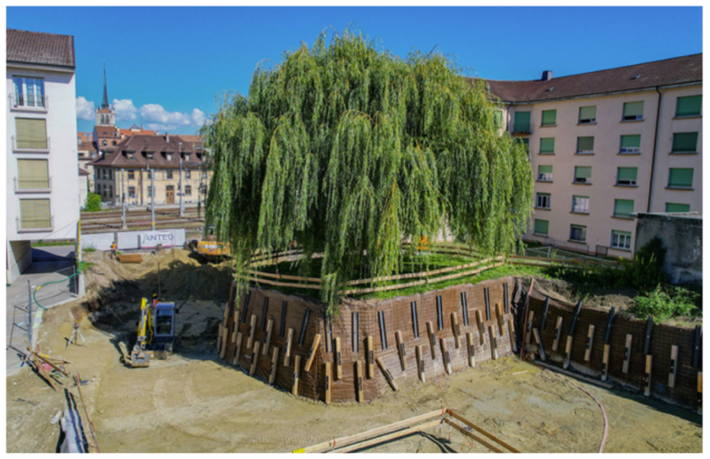 Construire dans les règles de l’arbre