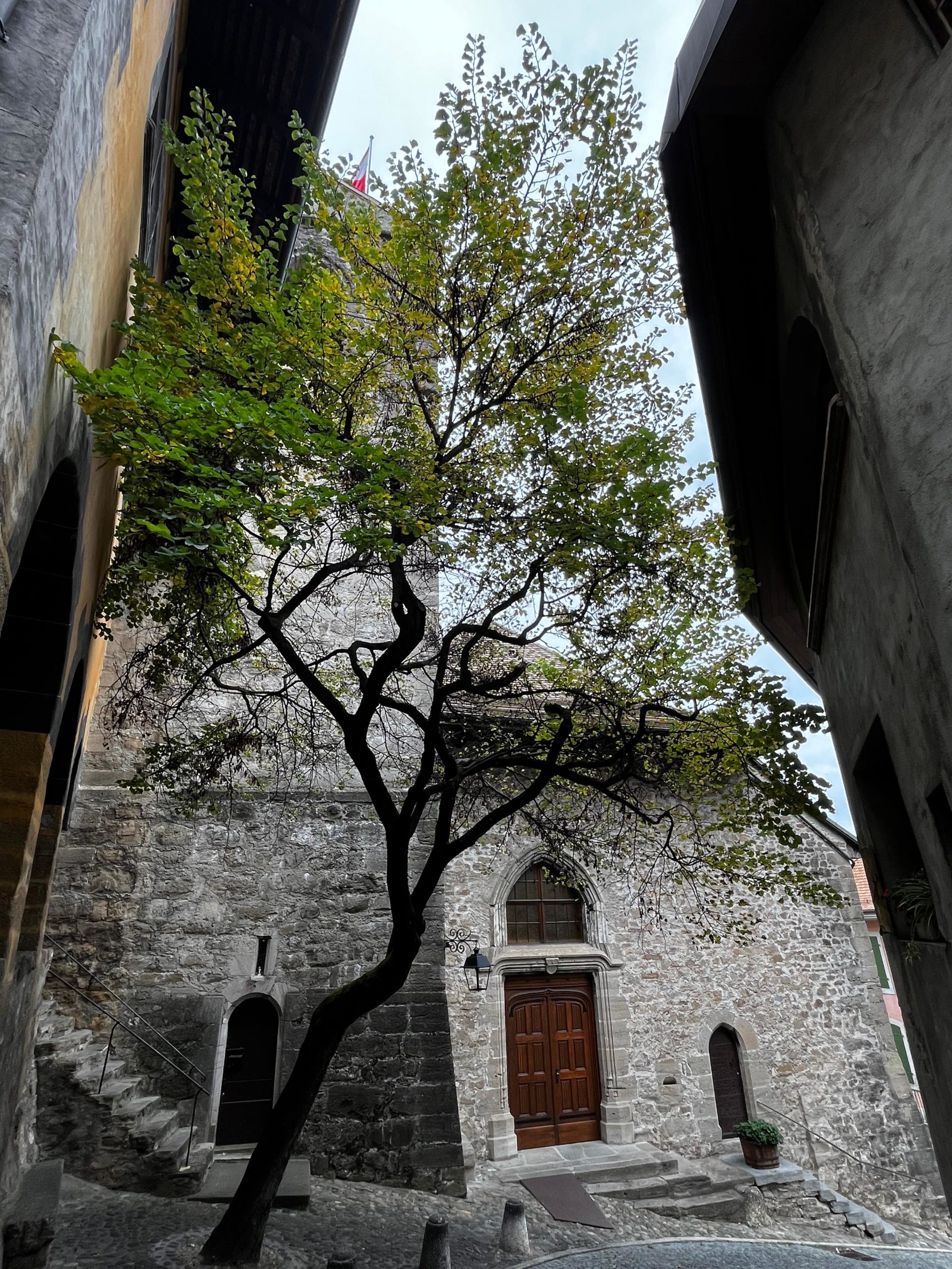 Arbre Sante